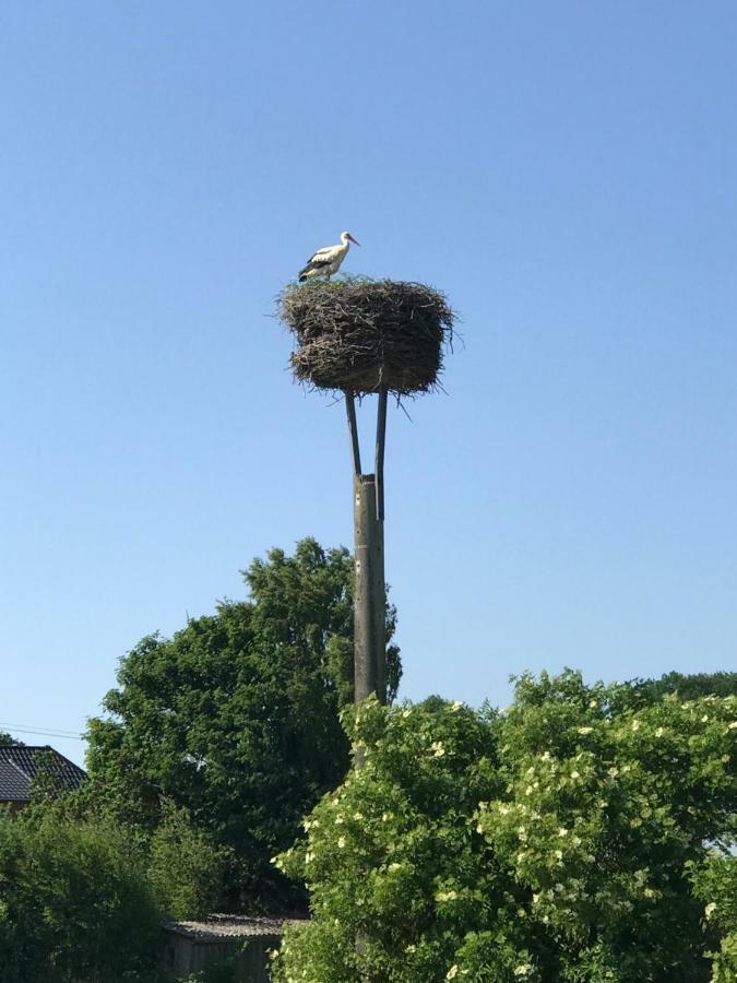 Landhaus Zum Storchennest Kloster Wulfshagen Extérieur photo